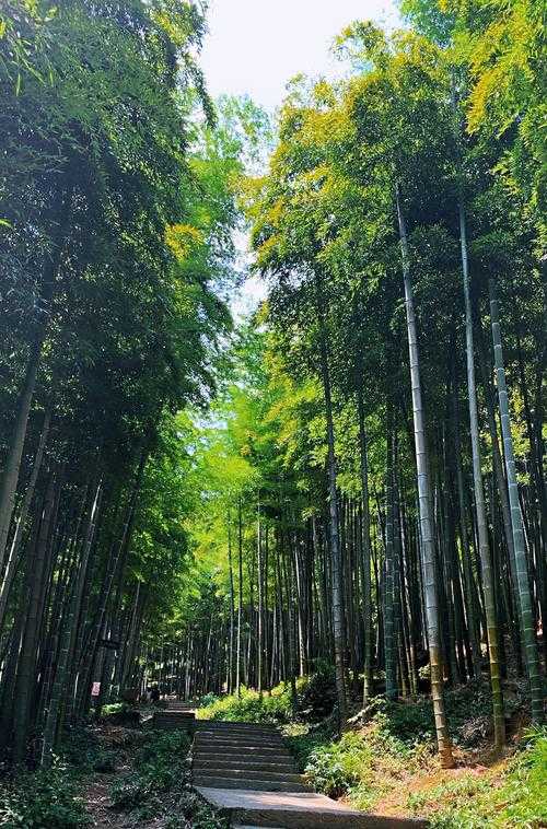 安吉大竹海景区-安吉大竹海景区介绍