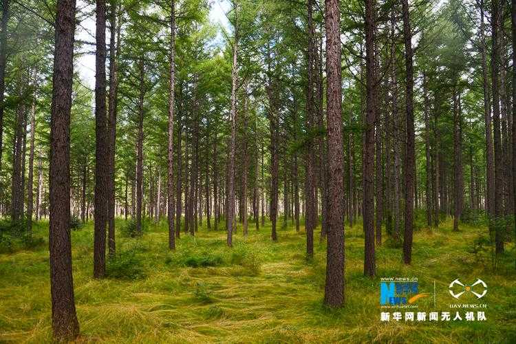 塞罕坝机械林场简介-塞罕坝机械林场简介面积